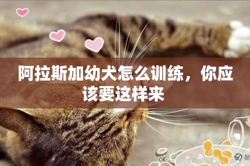 阿拉斯加幼犬怎么訓練，你應該要這樣來 