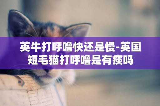 英牛打呼嚕快還是慢-英國短毛貓打呼嚕是有痰嗎