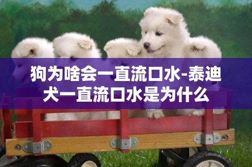 狗為啥會一直流口水-泰迪犬一直流口水是為什么