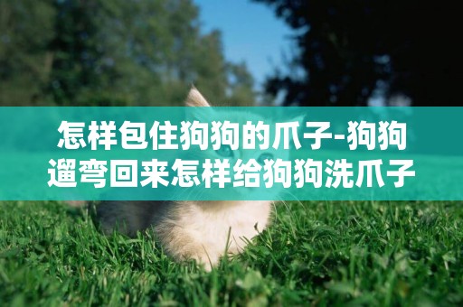 怎樣包住狗狗的爪子-狗狗遛彎回來怎樣給狗狗洗爪子