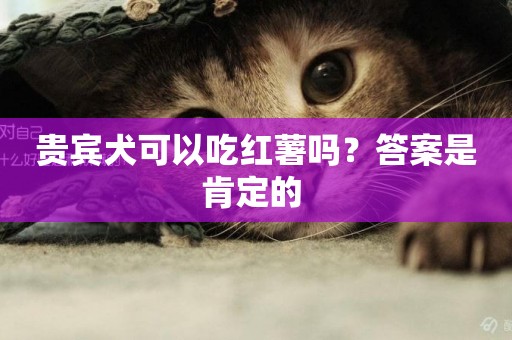 貴賓犬可以吃紅薯嗎？答案是肯定的 