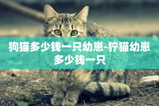狗貓多少錢一只幼崽-獰貓幼崽多少錢一只