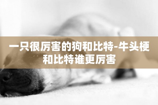 一只很厲害的狗和比特-牛頭梗和比特誰更厲害