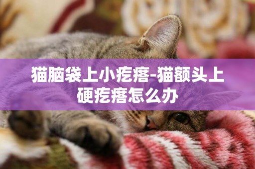 貓腦袋上小疙瘩-貓額頭上硬疙瘩怎么辦