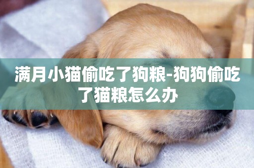 滿月小貓偷吃了狗糧-狗狗偷吃了貓糧怎么辦