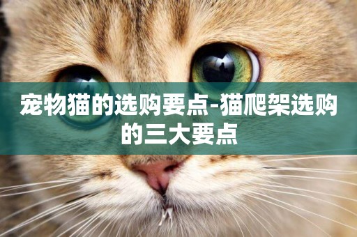 寵物貓的選購要點-貓爬架選購的三大要點