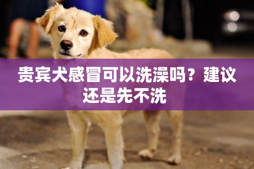 貴賓犬感冒可以洗澡嗎？建議還是先不洗 
