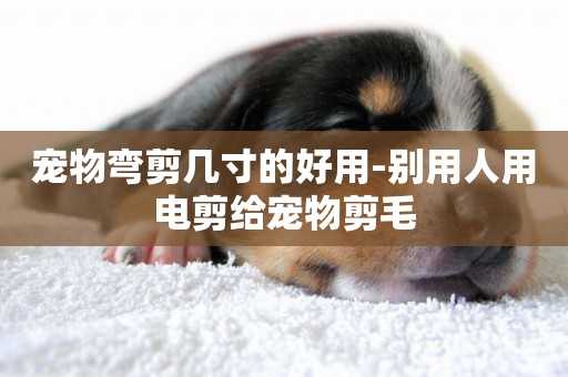 寵物彎剪幾寸的好用-別用人用電剪給寵物剪毛