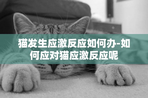 貓發生應激反應如何辦-如何應對貓應激反應呢