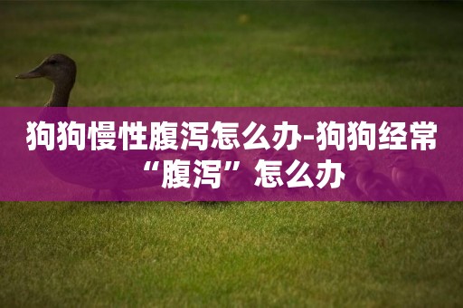 狗狗慢性腹瀉怎么辦-狗狗經常“腹瀉”怎么辦