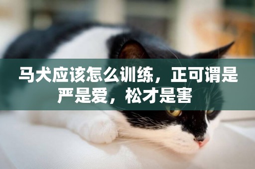馬犬應該怎么訓練，正可謂是嚴是愛，松才是害 