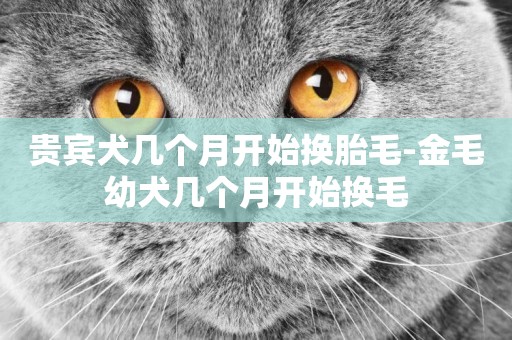 貴賓犬幾個月開始換胎毛-金毛幼犬幾個月開始換毛