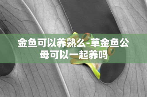金魚可以養熟么-草金魚公母可以一起養嗎