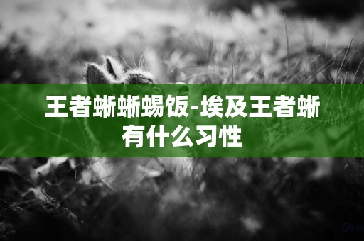 王者蜥蜥蜴飯-埃及王者蜥有什么習性