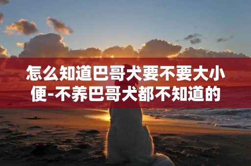 怎么知道巴哥犬要不要大小便-不養巴哥犬都不知道的5大好處