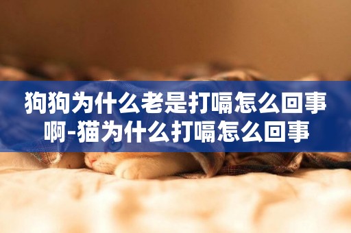 狗狗為什么老是打嗝怎么回事啊-貓為什么打嗝怎么回事