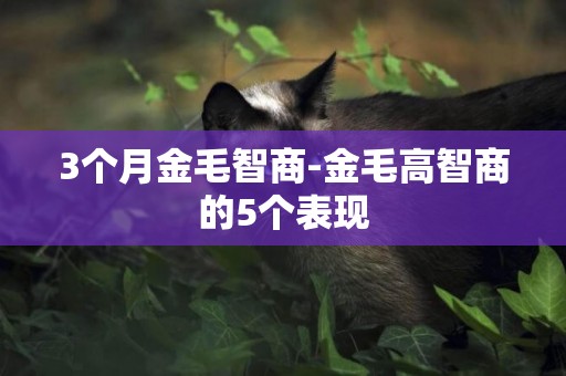 3個月金毛智商-金毛高智商的5個表現