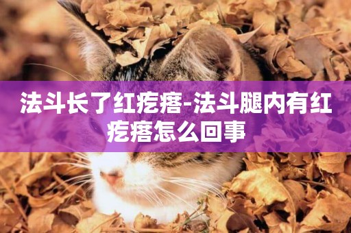 法斗長了紅疙瘩-法斗腿內有紅疙瘩怎么回事