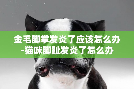 金毛腳掌發炎了應該怎么辦-貓咪腳趾發炎了怎么辦