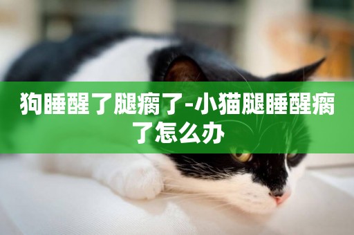狗睡醒了腿瘸了-小貓腿睡醒瘸了怎么辦