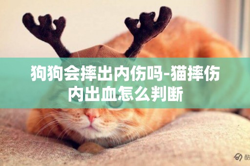 狗狗會摔出內傷嗎-貓摔傷內出血怎么判斷