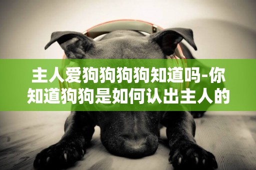 主人愛狗狗狗狗知道嗎-你知道狗狗是如何認出主人的嗎