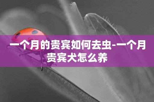 一個月的貴賓如何去蟲-一個月貴賓犬怎么養