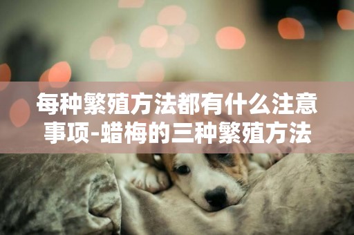 每種繁殖方法都有什么注意事項-蠟梅的三種繁殖方法與注意事項