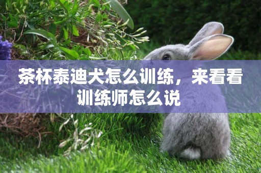 茶杯泰迪犬怎么訓練，來看看訓練師怎么說 