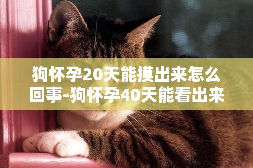 狗懷孕20天能摸出來怎么回事-狗懷孕40天能看出來嗎