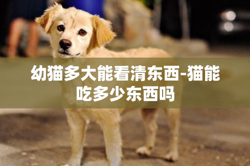 幼貓多大能看清東西-貓能吃多少東西嗎