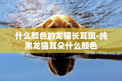 什么顏色的龍貓長耳斑-純黑龍貓耳朵什么顏色