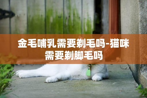 金毛哺乳需要剃毛嗎-貓咪需要剃腳毛嗎