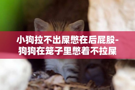 小狗拉不出屎憋在后屁股-狗狗在籠子里憋著不拉屎
