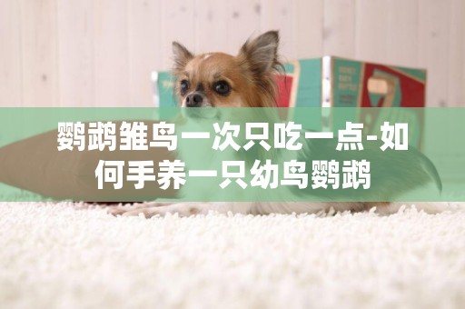 鸚鵡雛鳥一次只吃一點-如何手養一只幼鳥鸚鵡