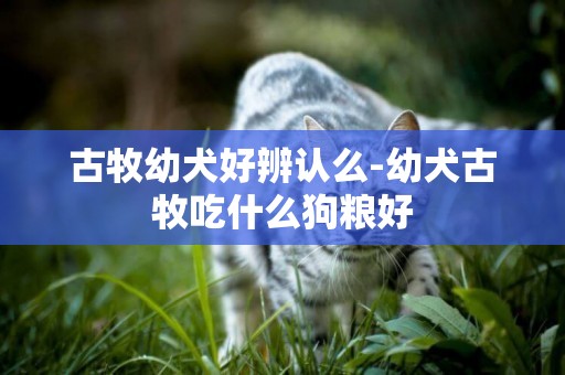 古牧幼犬好辨認么-幼犬古牧吃什么狗糧好