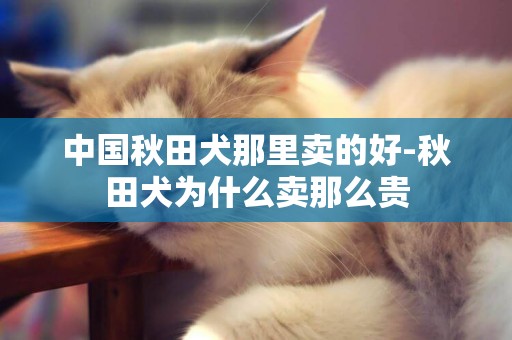 中國秋田犬那里賣的好-秋田犬為什么賣那么貴