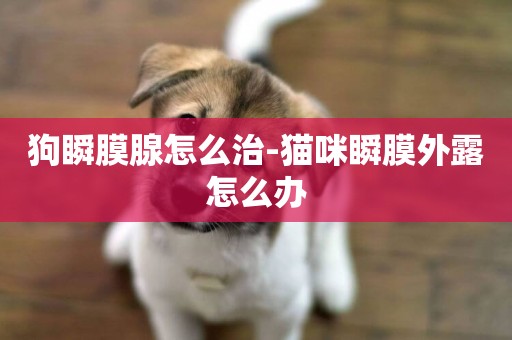 狗瞬膜腺怎么治-貓咪瞬膜外露怎么辦