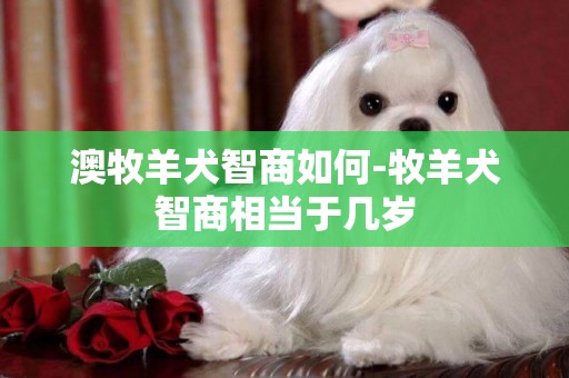 澳牧羊犬智商如何-牧羊犬智商相當于幾歲