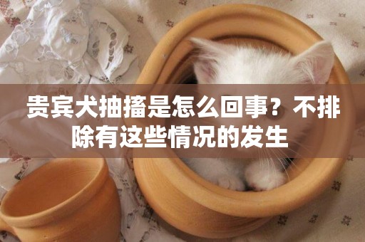 貴賓犬抽搐是怎么回事？不排除有這些情況的發生 