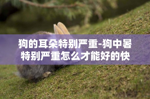 狗的耳朵特別嚴重-狗中暑特別嚴重怎么才能好的快