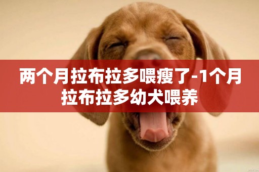 兩個月拉布拉多喂瘦了-1個月拉布拉多幼犬喂養