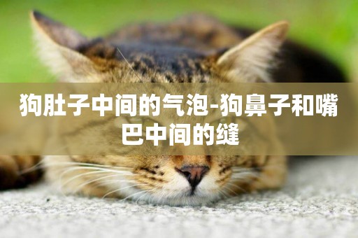 狗肚子中間的氣泡-狗鼻子和嘴巴中間的縫