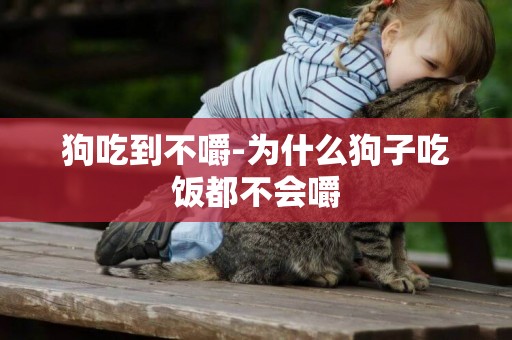 狗吃到不嚼-為什么狗子吃飯都不會嚼