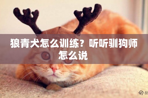 狼青犬怎么訓練？聽聽馴狗師怎么說 