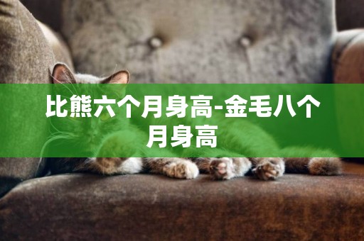 比熊六個月身高-金毛八個月身高