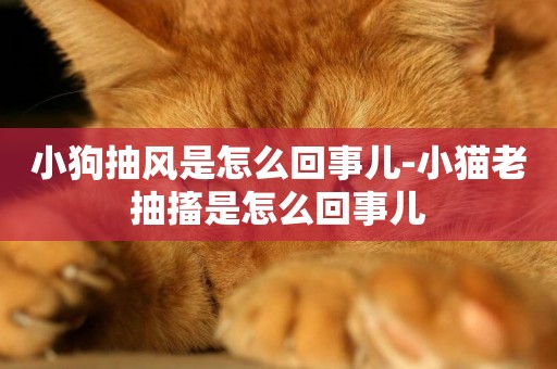 小狗抽風是怎么回事兒-小貓老抽搐是怎么回事兒