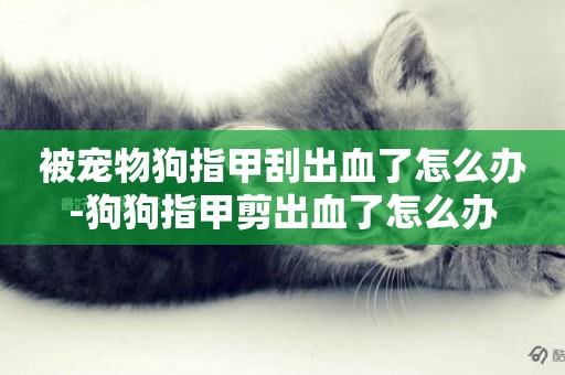 被寵物狗指甲刮出血了怎么辦-狗狗指甲剪出血了怎么辦