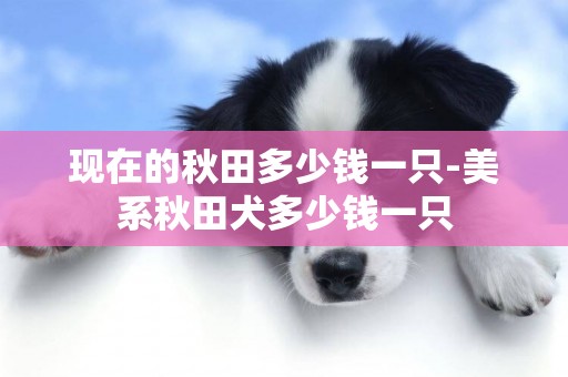 現在的秋田多少錢一只-美系秋田犬多少錢一只