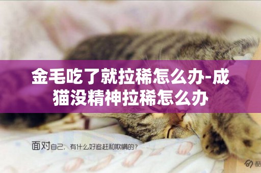 金毛吃了就拉稀怎么辦-成貓沒精神拉稀怎么辦
